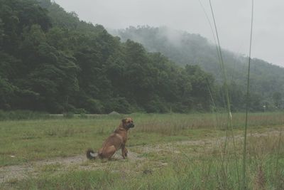 Dog on mountain against sky