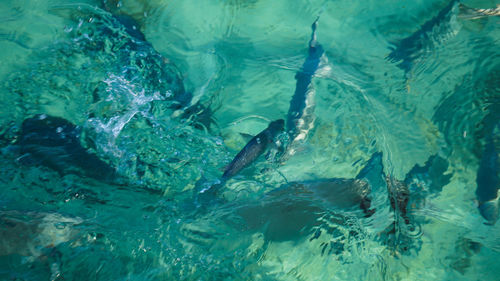 High angle view of fish swimming in sea