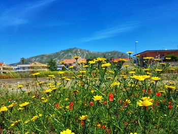 Yellow flowering plants on field against blue sky