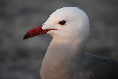 Close-up of swan