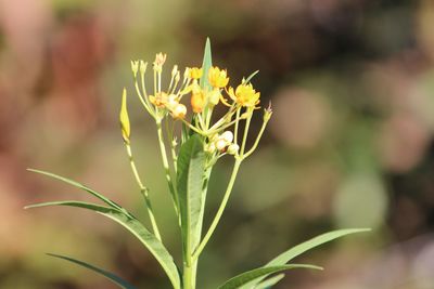 Close-up of insect on plant