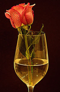 Close-up of red flower in vase