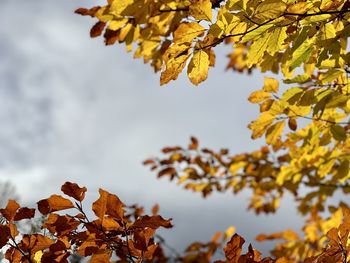 Low angle view of leaves on tree