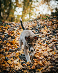 Puppy walking on land in forest
