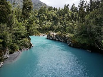 Scenic view of river amidst trees in forest