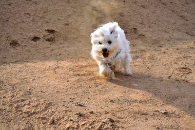 Portrait of white dog running on field