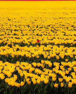 Scenic view of sunflower field