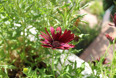 Close-up of red flower