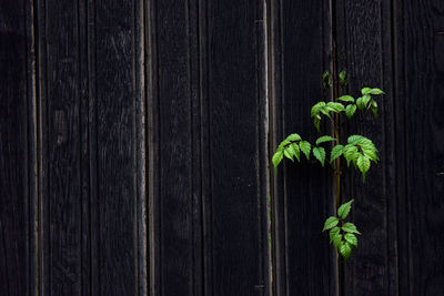 Close-up of plants growth through wooden fence