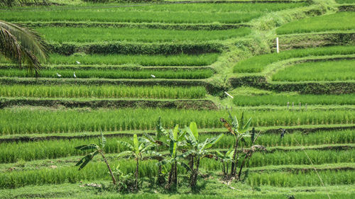 Scenic view of agricultural field