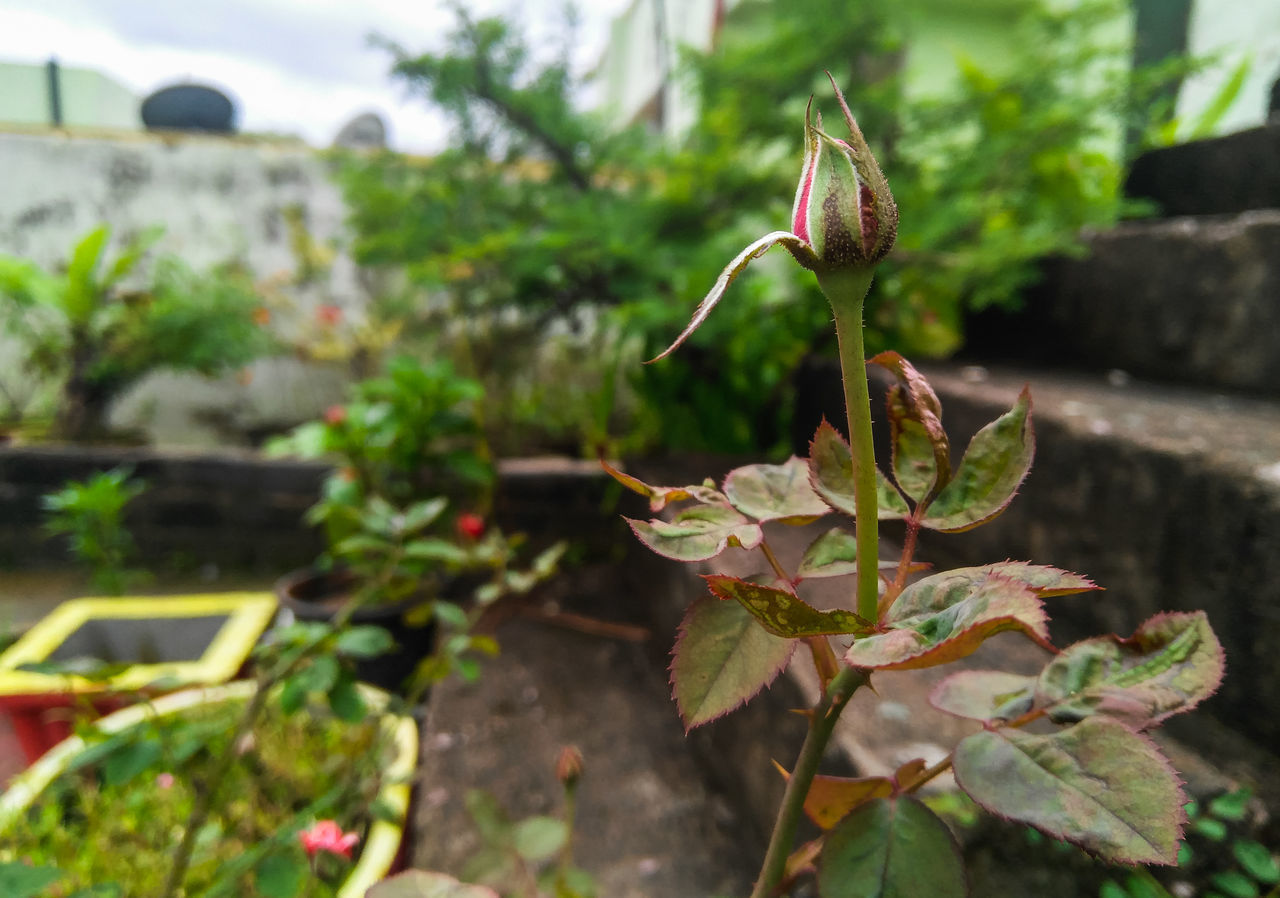 CLOSE-UP OF GREEN PLANT ON RED FLOWERING PLANTS