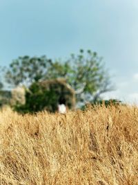 Crops growing on field against sky