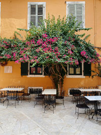 Potted plants on sidewalk cafe against building