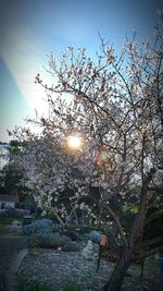 Sun shining through trees