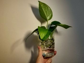 Cropped hand holding plant in plastic container against wall