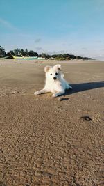 Portrait of dog on beach