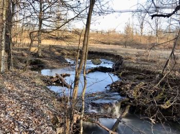 Bare trees in front of pond in forest