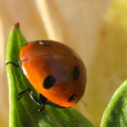 Close-up of ladybug on leaf