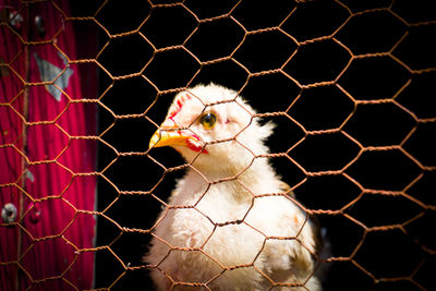 Close-up of baby chicken