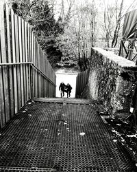 Dog standing in pond