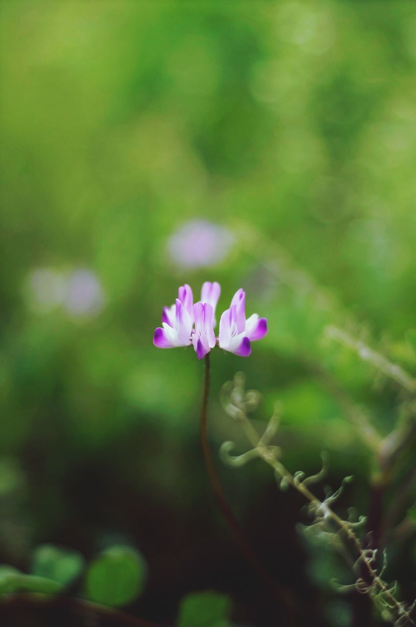 flower, freshness, fragility, growth, petal, focus on foreground, beauty in nature, flower head, close-up, plant, pink color, blooming, nature, stem, selective focus, bud, in bloom, blossom, outdoors, day