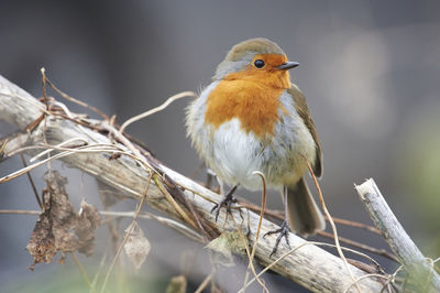 Robin perching