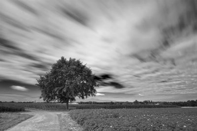 Trees on field against sky