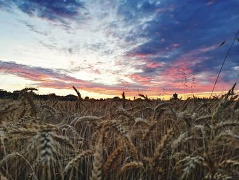 Scenic view of wheat field against sky at sunset