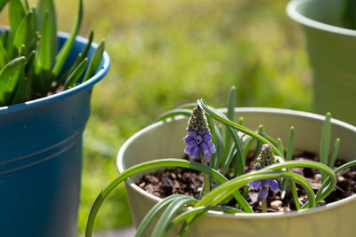 Close-up of potted flowering plants