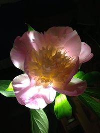 Close-up of flower against blurred background