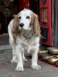 pet