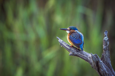 Close-up of bird perching on branch