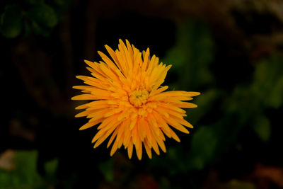 Close-up of yellow flower