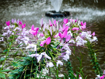 Close-up of flowers blooming outdoors