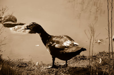 Bird on field by lake