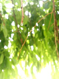 Close-up of wet plant leaves