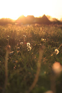 Surface level of flowering plants on field during sunset