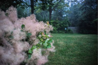 Flowers growing on tree