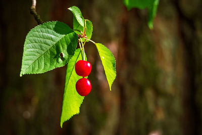 Close-up of red berries growing on tree