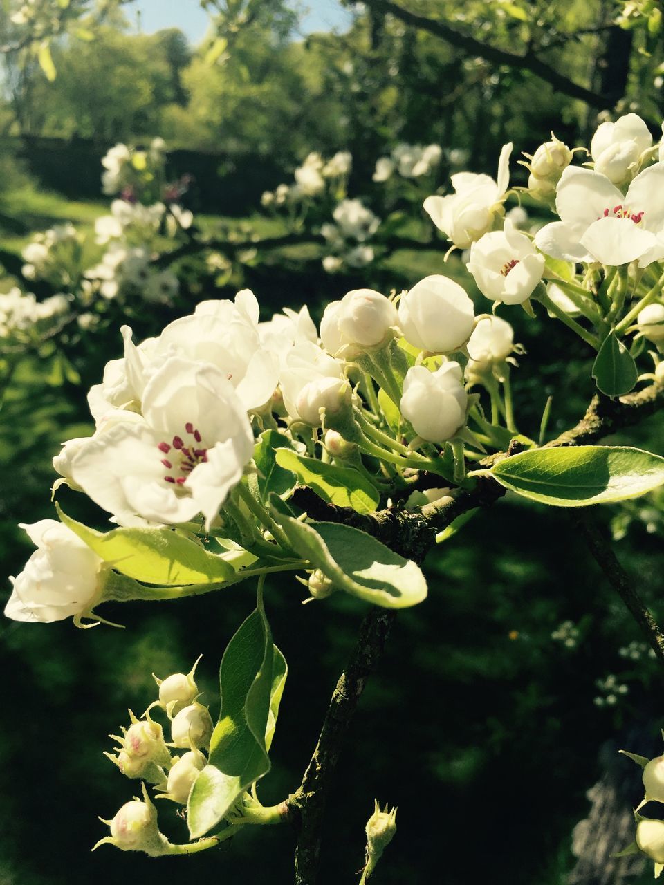 CLOSE-UP OF WHITE FLOWERING PLANT WITH TREE