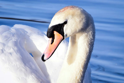 Close-up of swan in lake