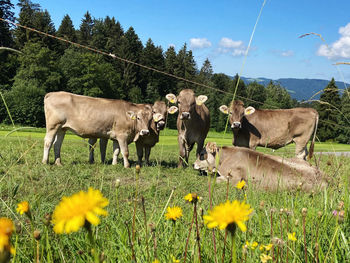 View of cows on grassy field