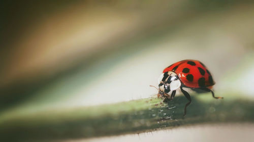 Close-up of ladybug on leaf