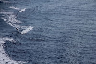 High angle view of animal in sea