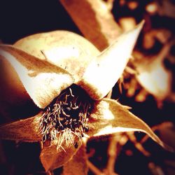 Close-up of dry flower