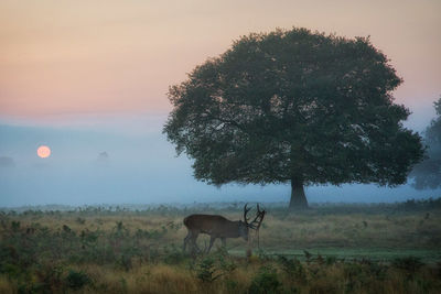 Red deer on field against sky during sunset