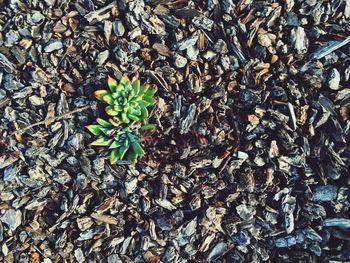 High angle view of plant