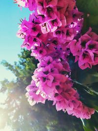 Close-up of pink flowering plant