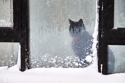 View of cat in snow