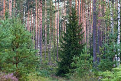 Spruce in the pine tree forest. summer in the woods.